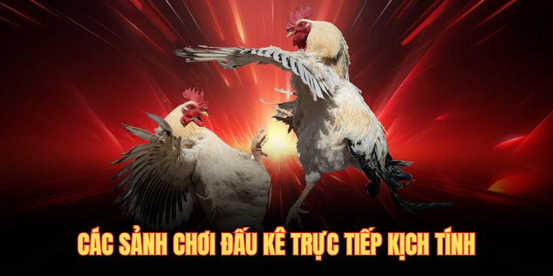 Các sảnh chơi đấu kê trực tiếp kịch tính