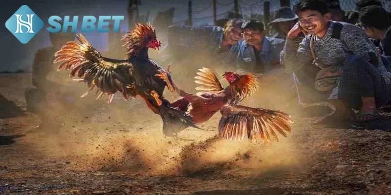Tham gia Đá gà SHBET an toàn chất lượng 