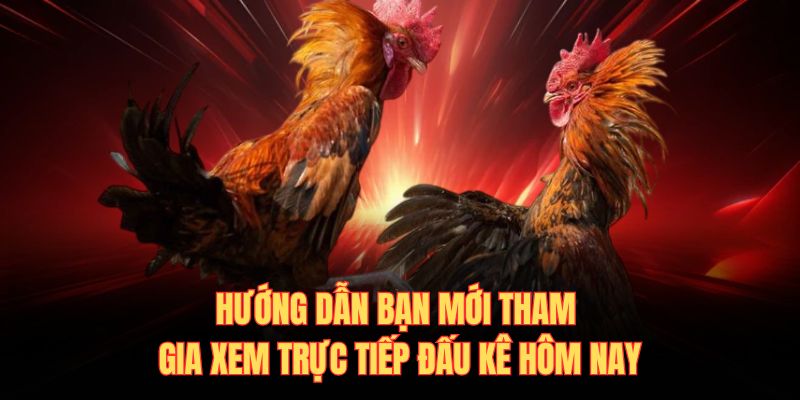 Hướng dẫn bạn mới tham gia xem trực tiếp đấu kê hôm nay