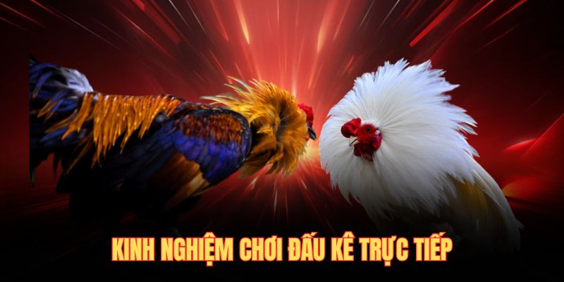 Kinh nghiệm chơi đấu kê trực tiếp