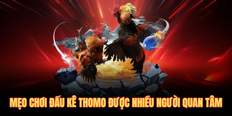 Mẹo chơi đấu kê thomo được nhiều người quan tâm