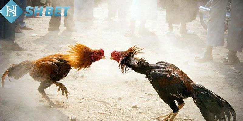 Mẹo thắng chọi kê hiệu quả đơn giản nhất 