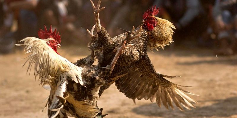 Quy tắc tham gia đá gà trực tiếp tại SHBET