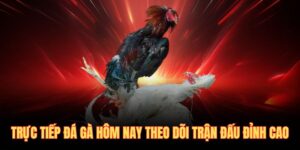 trực tiếp đá gà hôm nay